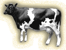A Holstein