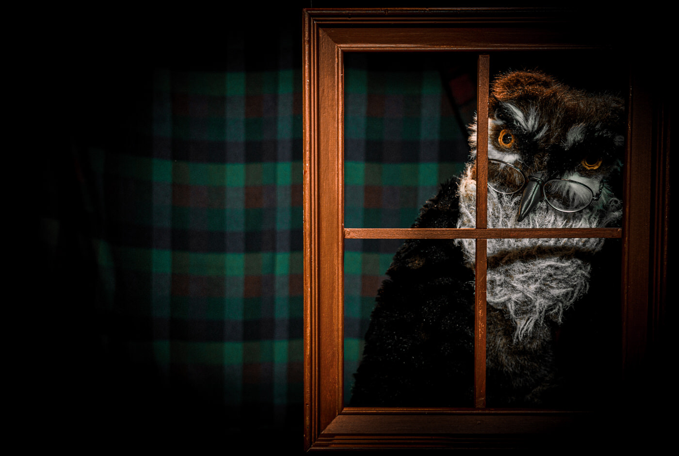 Owl looks out the window